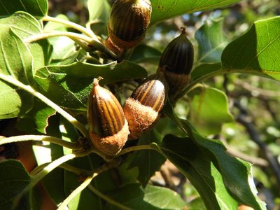 Quercus saltillensis, photographed by Leticia Jiménez Hernández