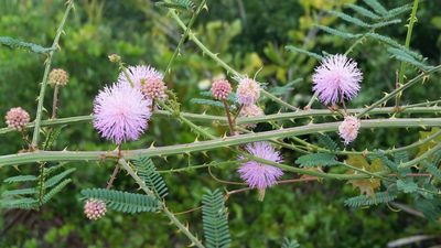 Mimosa floridana, photographed by Jay Horn