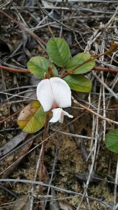 Tephrosia mysteriosa, photographed by Jay Horn