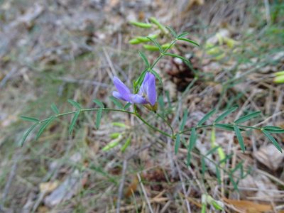 Astragalus arenarius, photographed by Grzegorz Grzejszczak