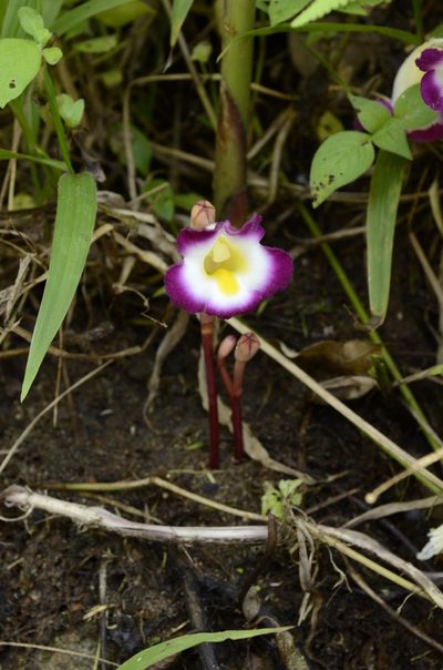 Christisonia tubulosa, photographed by P Jeganathan