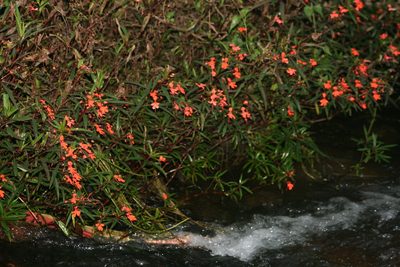 Impatiens verticillata, photographed by P Jeganathan