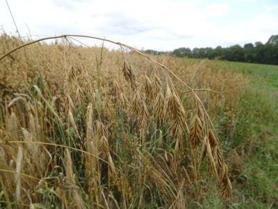 Bromus secalinus, photographed by Robert H. Wardell