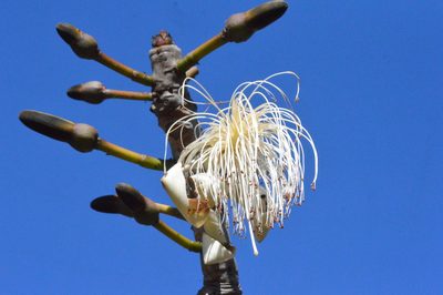 Pseudobombax longiflorum, photographed by Douglas