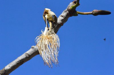 Pseudobombax longiflorum, photographed by Douglas