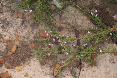 Muraltia orbicularis, photographed by Tony Rebelo