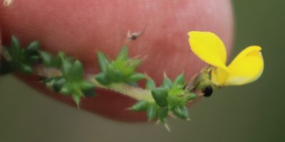 Aspalathus divaricata, photographed by Tony Rebelo