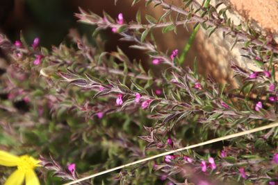 Muraltia stipulacea, photographed by Tony Rebelo