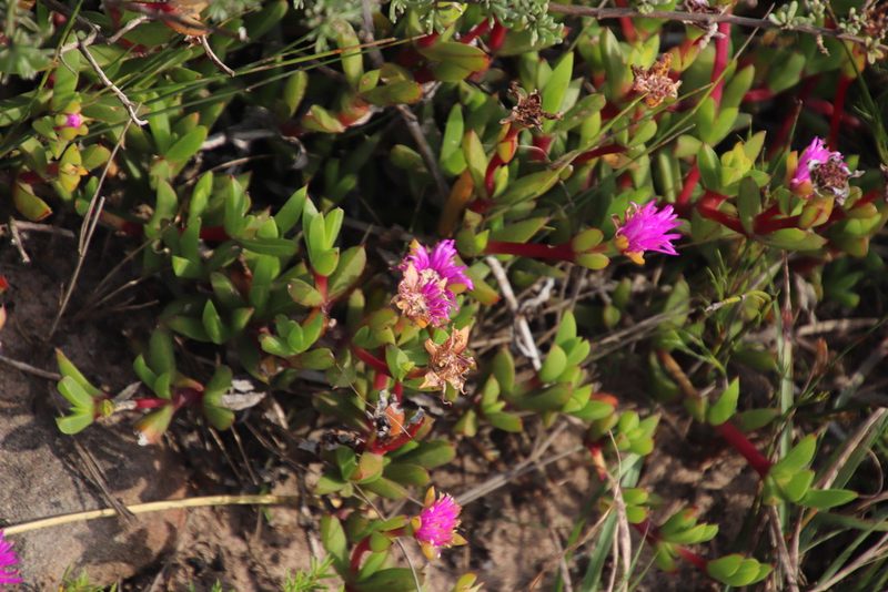 Ruschia promontorii, photographed by Tony Rebelo