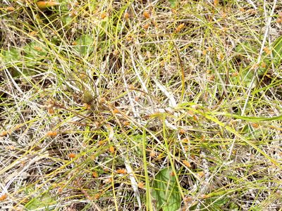 Eleocharis nitida, photographed by Allan Harris