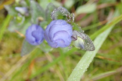 Gentiana sceptrum, photographed by Randal