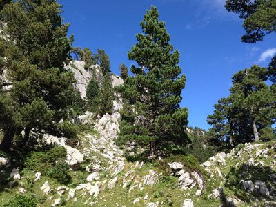 Pinus uncinata, photographed by Javier Solís