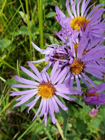 Symphyotrichum foliaceum, photographed by Ellen Watrous