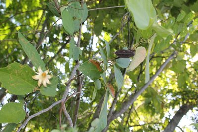 Luehea candida, photographed by Viacheslav Shalisko