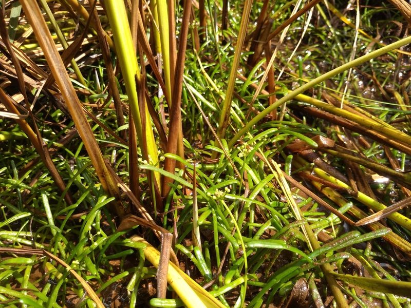 Lilaeopsis chinensis, photographed by agbelliveau