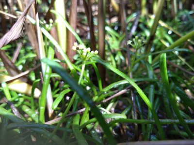 Lilaeopsis chinensis, photographed by agbelliveau