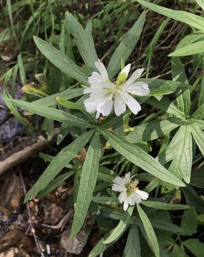 Sidalcea candida, photographed by Northcut