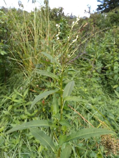 Persicaria robustior, photographed by agbelliveau