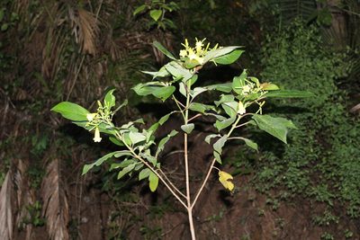 Hamelia xorullensis, photographed by Viacheslav Shalisko