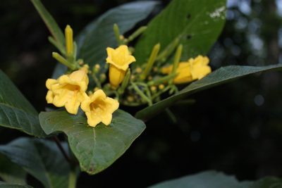 Hamelia xorullensis, photographed by Viacheslav Shalisko