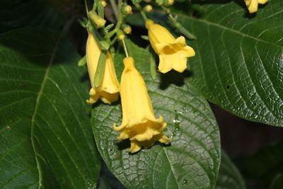 Hamelia xorullensis, photographed by Viacheslav Shalisko