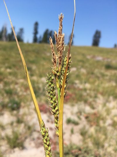 Carex halliana, photographed by Matt Berger