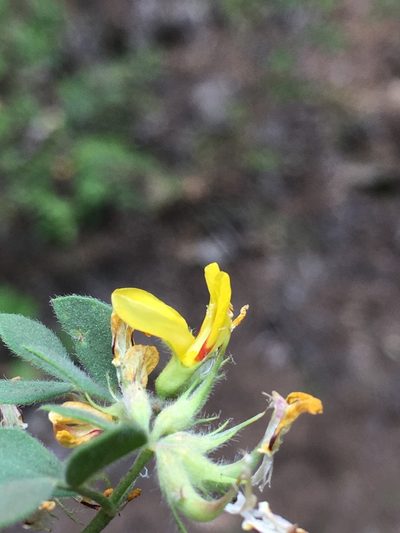 Acmispon decumbens, photographed by Matt Berger