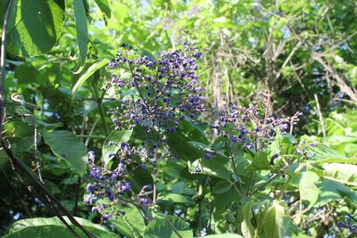 Vitex pyramidata, photographed by Viacheslav Shalisko
