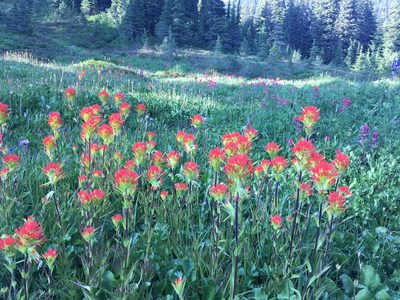 Castilleja suksdorfii, photographed by Matt Berger