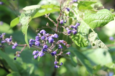 Vitex pyramidata, photographed by Viacheslav Shalisko