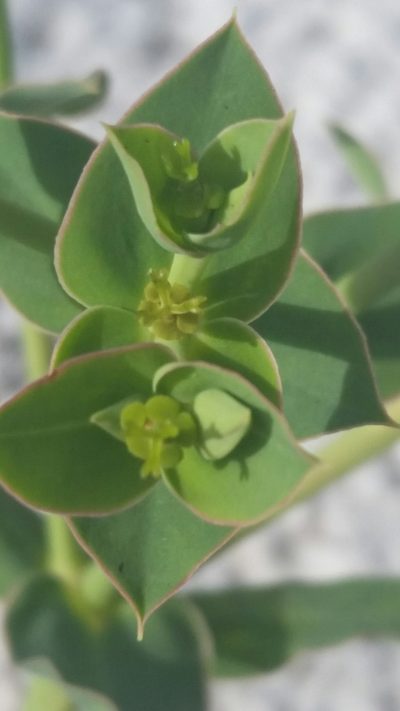 Euphorbia rosescens, photographed by Jay Horn