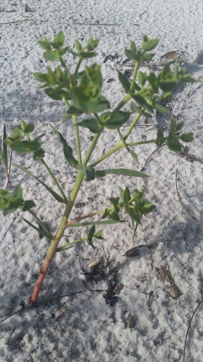 Euphorbia rosescens, photographed by Jay Horn