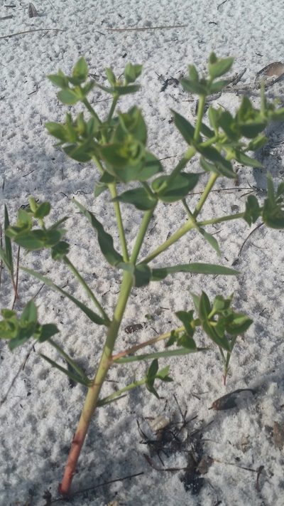 Euphorbia rosescens, photographed by Jay Horn