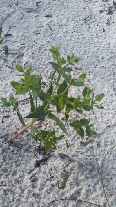 Euphorbia rosescens, photographed by Jay Horn