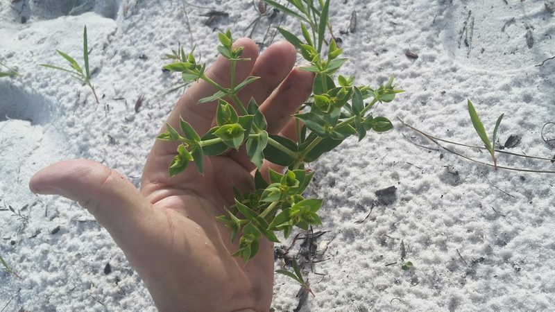 Euphorbia rosescens, photographed by Jay Horn