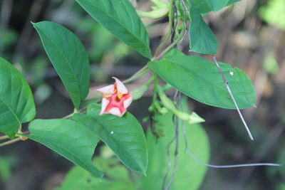 Mandevilla subsagittata, photographed by Viacheslav Shalisko