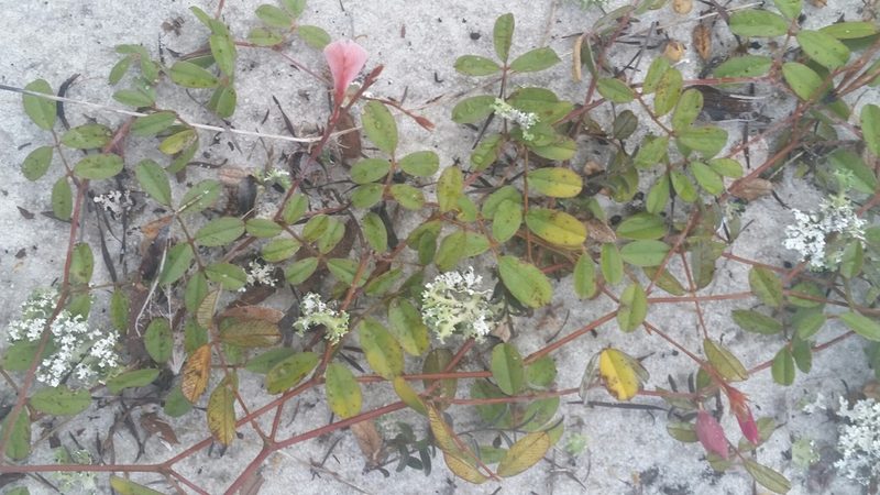 Tephrosia mysteriosa, photographed by Jay Horn