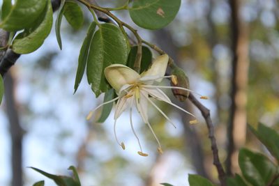 Hymenaea courbaril, photographed by Viacheslav Shalisko