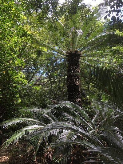 Cycas revoluta, photographed by Takaaki Hattori