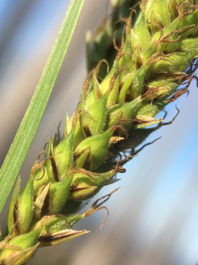 Carex halliana, photographed by Matt Berger