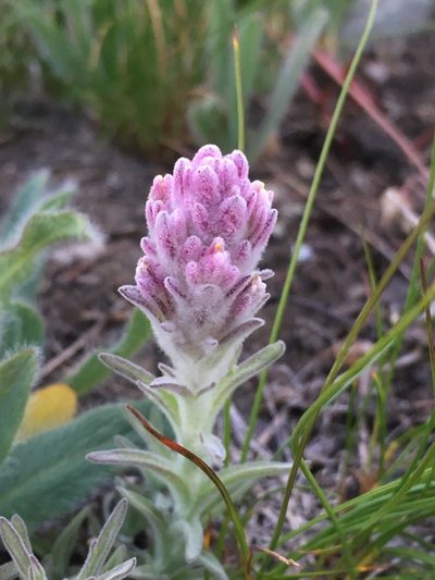 Castilleja schizotricha, photographed by Matt Berger