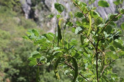 Bauhinia lunarioides, photographed by Francisco Martínez González