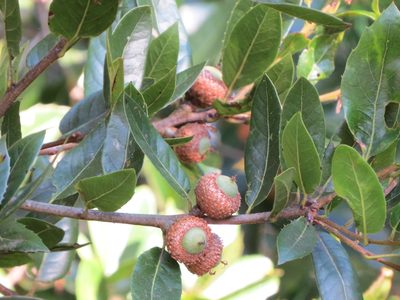 Quercus parvula, photographed by Garth Harwood