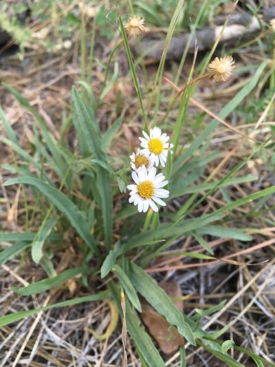 Erigeron eatonii, photographed by Matt Berger