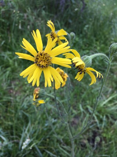 Kyhosia bolanderi, photographed by Matt Berger