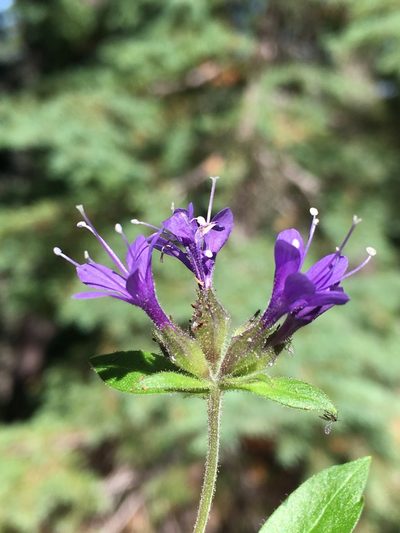 Collomia mazama, photographed by Matt Berger