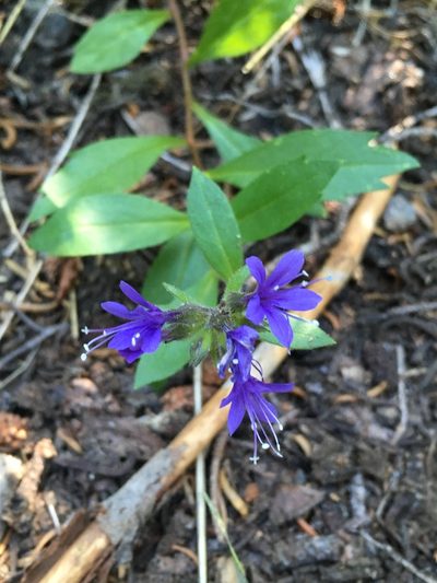 Collomia mazama, photographed by Matt Berger