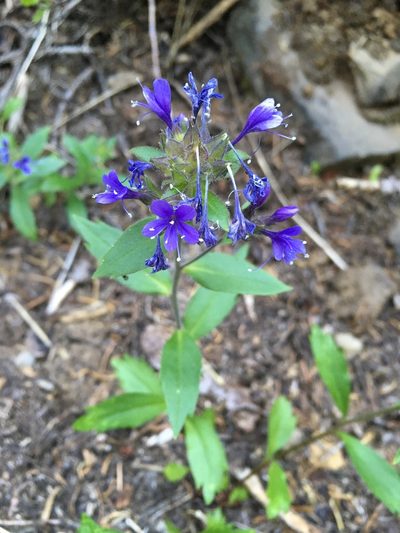 Collomia mazama, photographed by Matt Berger