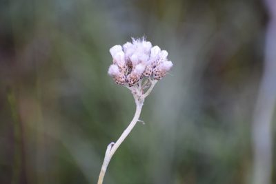 Antennaria pulcherrima, photographed by Syd Cannings