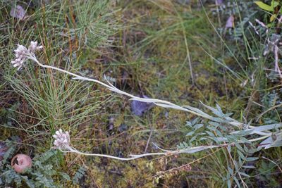 Antennaria pulcherrima, photographed by Syd Cannings